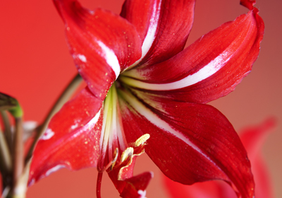 amaryllis