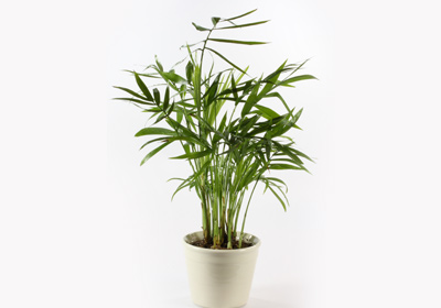 Bergpalme
