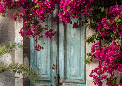 bougainvillea