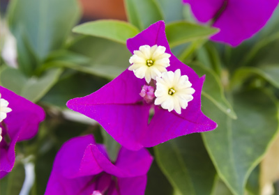 bougainvillea