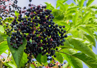 Holunder Beeren