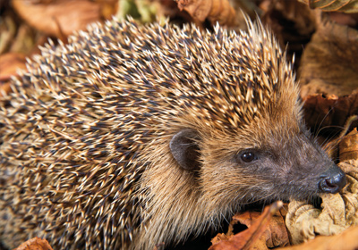 Igel gefaehrdet durch Schneckenkorn