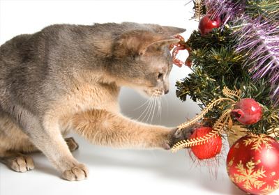 Katze Weihnachtsbaum