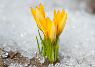 Krokus im Schnee