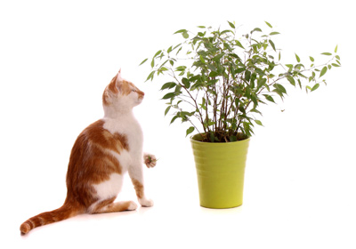 Pflanzen für Katzen - welche Pflanzen sind geeignet, welche giftig?