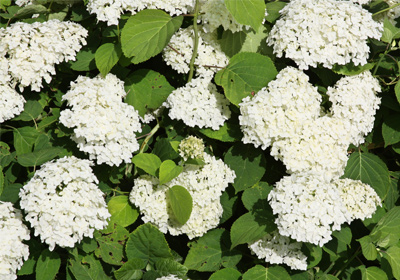 Schneeball Blüte