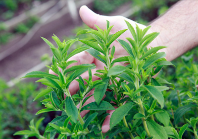 Stevia
