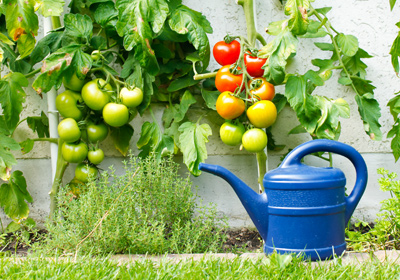 Tomatenpflanzen ausgeizen und pflegen- so gibt es eine gute Ernte