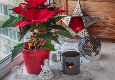 Weihnachtsstern- eine dekorative Pflanze 