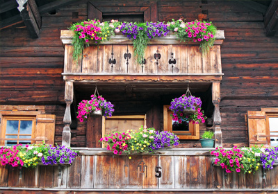 Balkon Pflanzen