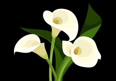 18 Stück langstielige Calla  Farbe Weiß  Blütenkopfgr je ca 9cm lang 