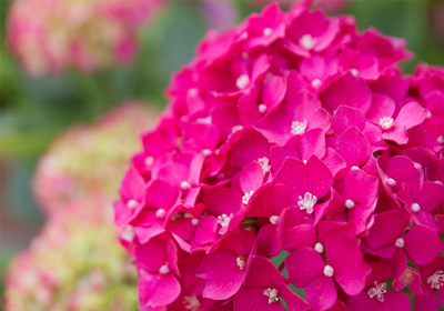 Hortensie mit pinker Blüte