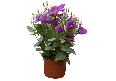 50pcs Garten-Balkon Pflanze Eustoma Blumen Lisianthus Samen Heimwerk Katalog 