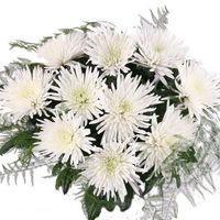 Weiße Deko-Federchrysanthemen  von Blumenfee auf blumen.de