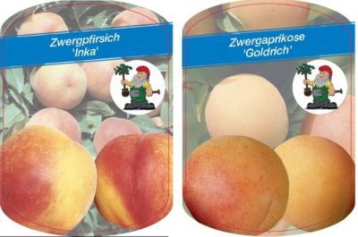 Zwergaprikose Goldrich + Zwergpfirsich Inka (2er Set) von GartenXXL auf blumen.de