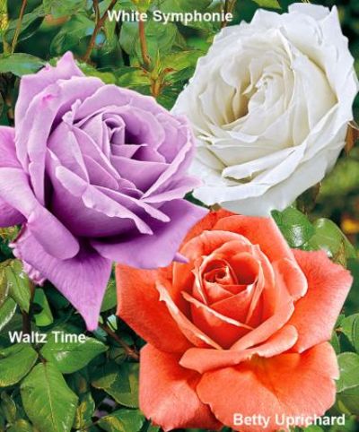 3 großblumige Rosen  von Bakker auf blumen.de