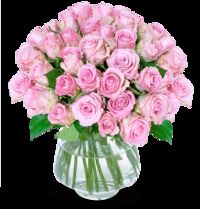 33 pinke Rosen  von Blume Ideal auf blumen.de