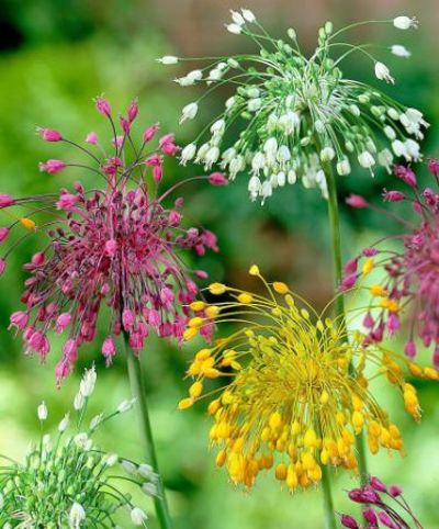 Allium 'Feuerwerk' gemischt von Bakker auf blumen.de