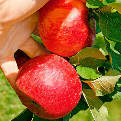 Apfel Roter Topaz von Gärtner Pötschke auf blumen.de