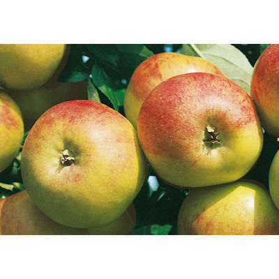 Apfelbaum »Apfel Cox orange« von hagebau auf blumen.de