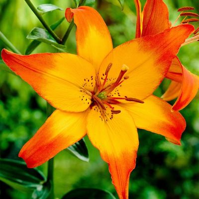 Asiatische Lilie Cancun von Gärtner Pötschke auf blumen.de