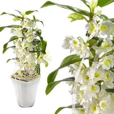 Asiatische Trauben-Orchidee  von FloraPrima auf blumen.de