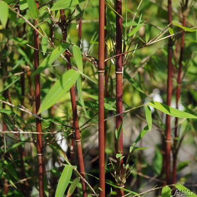 Bambus ´Red Dragon´ von Garten Schlüter auf blumen.de