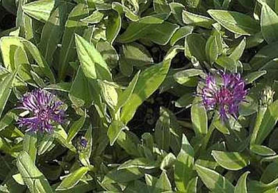 Bergflockenblume Violetta von Nr-01 Pflanzenversand auf blumen.de