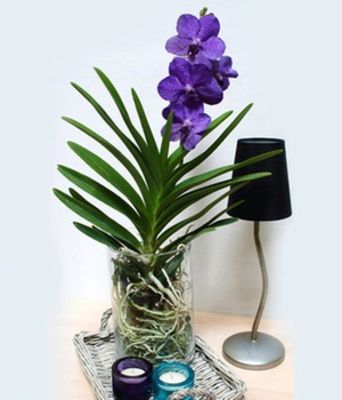 Blaue Zimmer-Orchidee  von BALDUR-Garten auf blumen.de