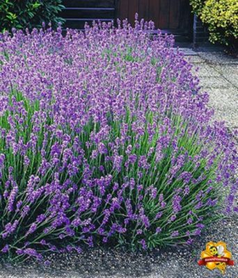 Blauer Lavendel von BALDUR-Garten auf blumen.de