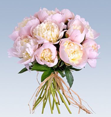 Blumenstrauß 12 Pfingstrosen rosa und Secco von Lidl Blumen auf blumen.de