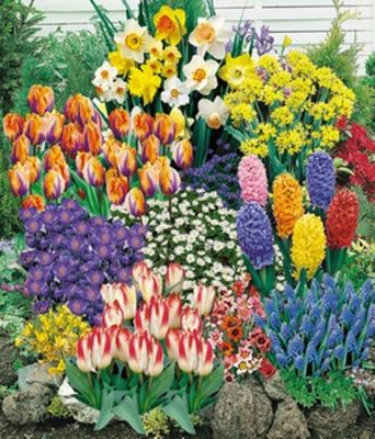 Blumenzwiebel-Spar-Paket von BALDUR-Garten auf blumen.de