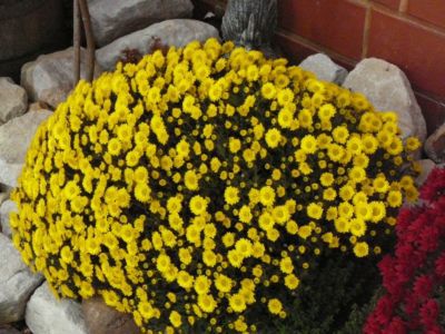 Chrysantheme gelb (Busch) von GartenXXL auf blumen.de