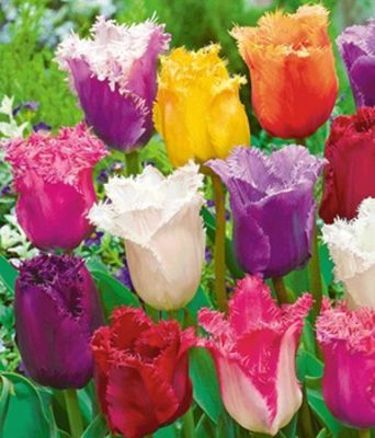 Crispa-Tulpen ´Spring Blend´ von BALDUR-Garten auf blumen.de