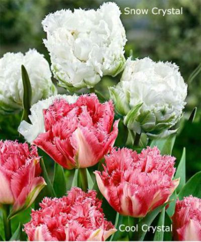 Crystal' Tulpen gemischt von Bakker auf blumen.de