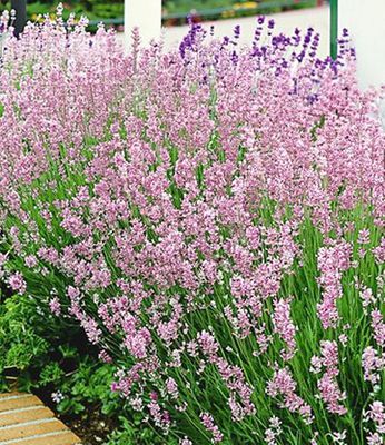 Duft-Lavendel ´Rosa´ von BALDUR-Garten auf blumen.de