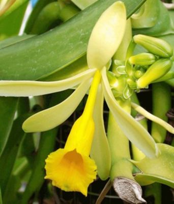 Orchidee Echte Vanille  von BALDUR-Garten auf blumen.de