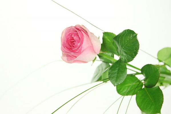 Einzelne rosa Rose  von Rosenbote.de auf blumen.de
