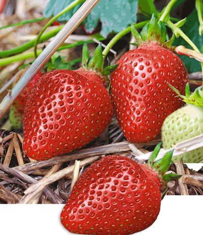 Erdbeere ´Candiss´ von BALDUR-Garten auf blumen.de