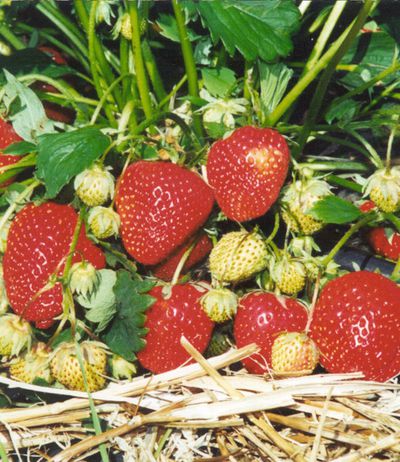 Erdbeere ´Simida´ von BALDUR-Garten auf blumen.de