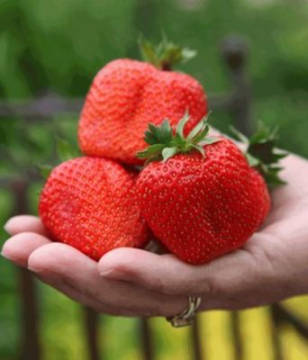Erdbeere ´Sweet Mary XXL´ von BALDUR-Garten auf blumen.de