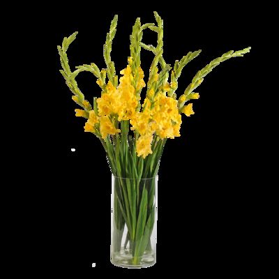 Gelbe Gladiolen von Blume2000.de auf blumen.de