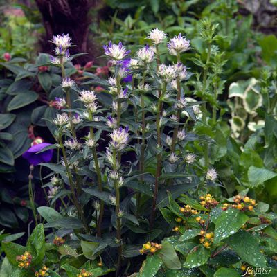 Glockenblume ´Twister Bell´ von Garten Schlüter auf blumen.de