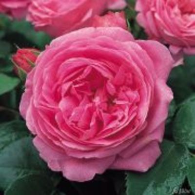 Historische Rose ´Louise Odier´ von Garten Schlüter auf blumen.de