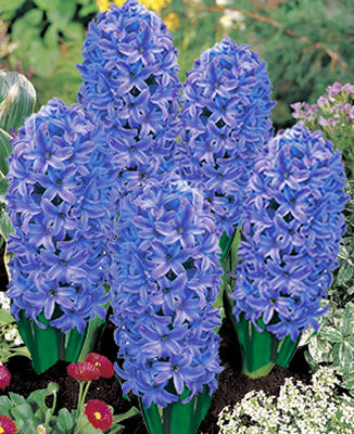 Hyazinthe Delft Blue von Blumenzwiebelnversand auf blumen.de