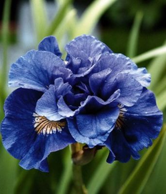 Iris ´Concord Crush´ von BALDUR-Garten auf blumen.de