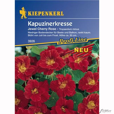 Kapuzinerkresse ´Jewel Cherry Rose´ von Garten Schlüter auf blumen.de