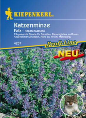 Katzenminze 'Felix' (Nepeta fassenii) von Gartengruen-24 auf blumen.de