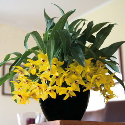Kissen-Orchidee Sunlight- Promenaea-Hybride von Gärtner Pötschke auf blumen.de