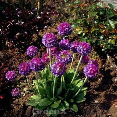 Kugelprimel Lilac von Nr-01 Pflanzenversand auf blumen.de